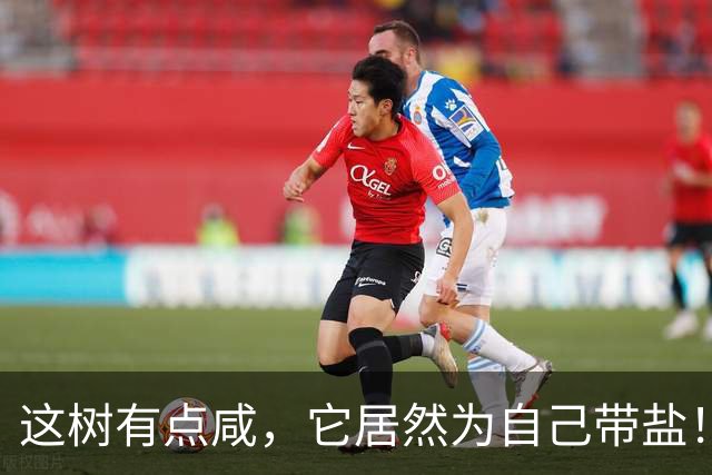 这树有点咸，它居然为自己带盐！古人没盐了就找这种树救急！